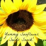 sunflower seed snack